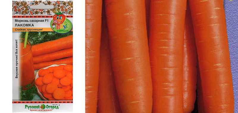 сорт моркови лакомка