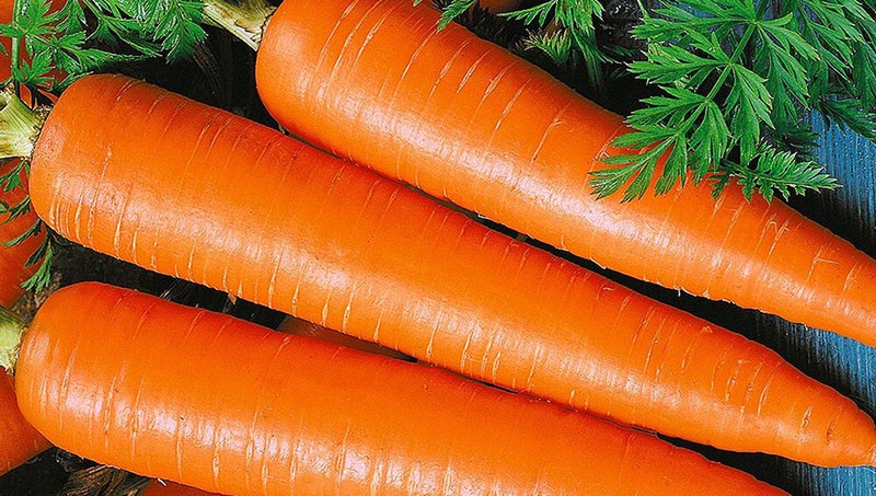 Лучшие сорта моркови для Подмосковья с поздними сроками созревания