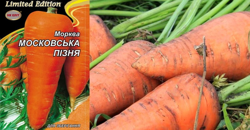 сорт моркови Московская поздняя