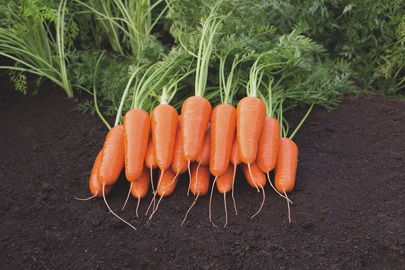 сорта моркови для открытого грунта