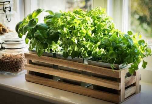 Если хотите зимой иметь свежую душистую зелень, пора сажать семена в горшочки и ящики