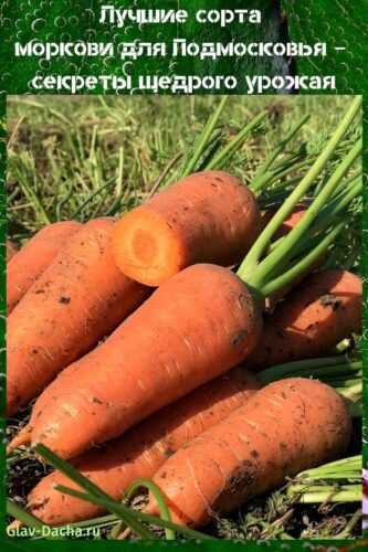 лучшие сорта моркови для подмосковья