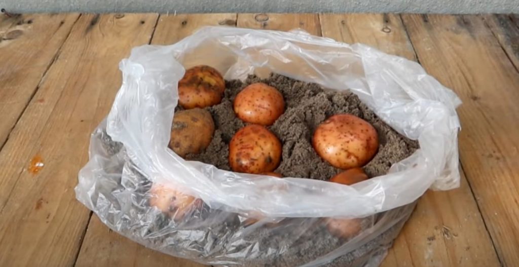 Как вырастить картофель в старых пластиковых ведрах