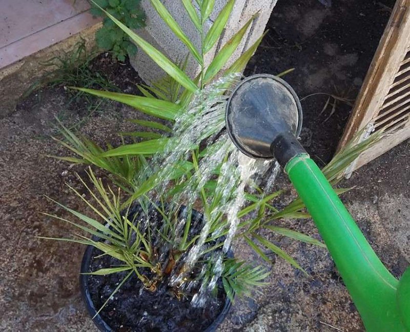 полив пальмы
