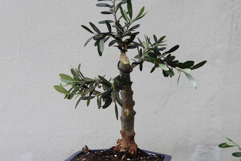формирование бонсая из оливкового дерева