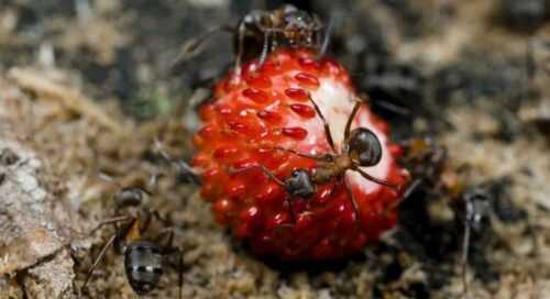 Как прогнать муравьев с огорода