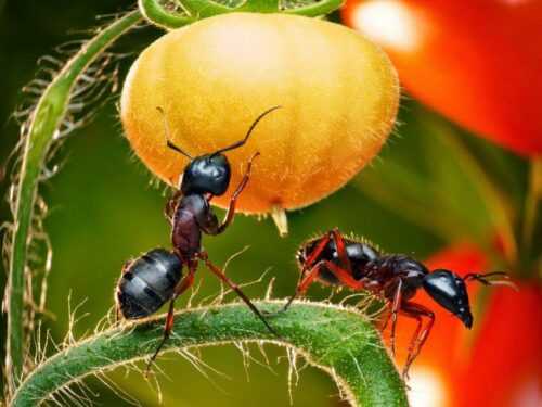 Как прогнать муравьев с огорода