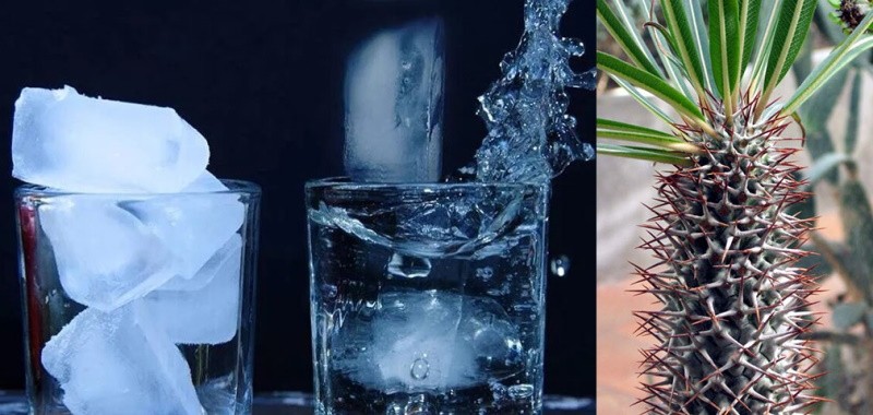 качество воды для кактуса пахоподиум