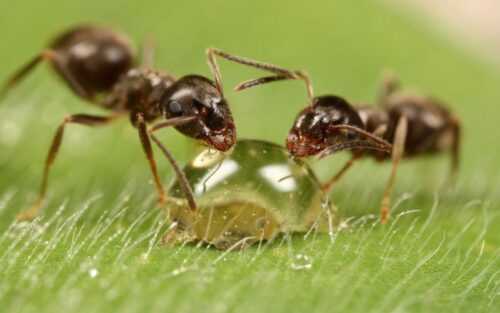 Как прогнать муравьев с огорода?