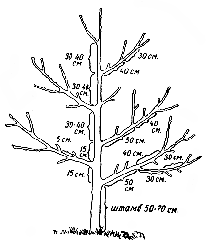 Оптимальные размеры элементов плодового дерева