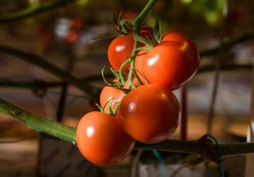 Первая подкормка рассады помидор после всходов: чем подкармливать?