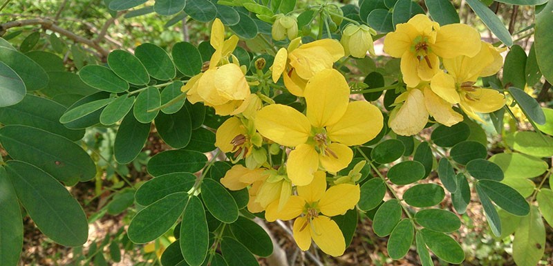 желтые цветы кассии