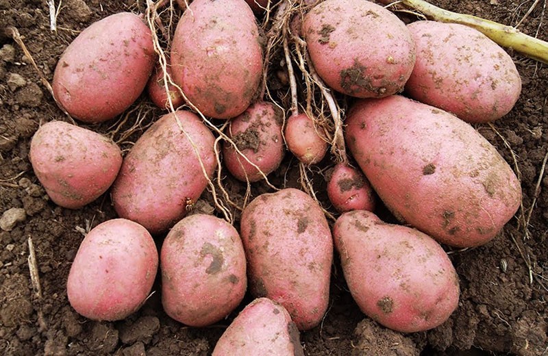 урожайность картофеля сорта славянка