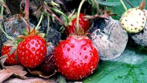 Поражённые серой гнилью ягоды уже непригодны в пищу