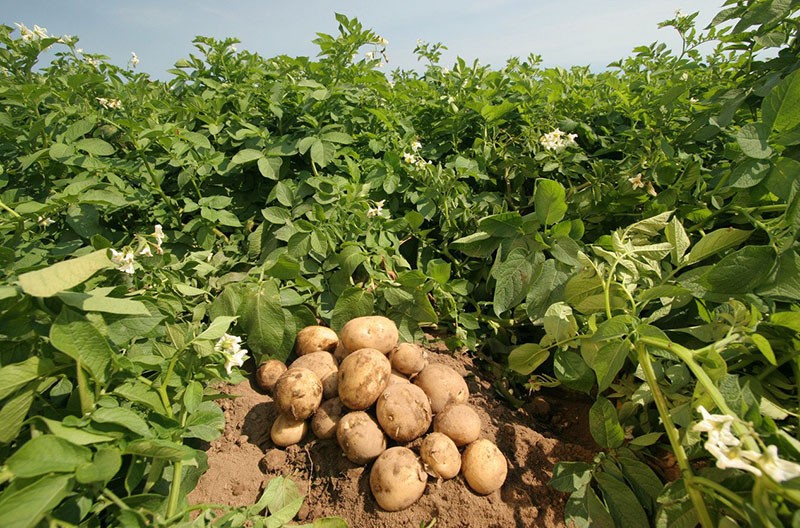 выращивание сорта картофеля Невский