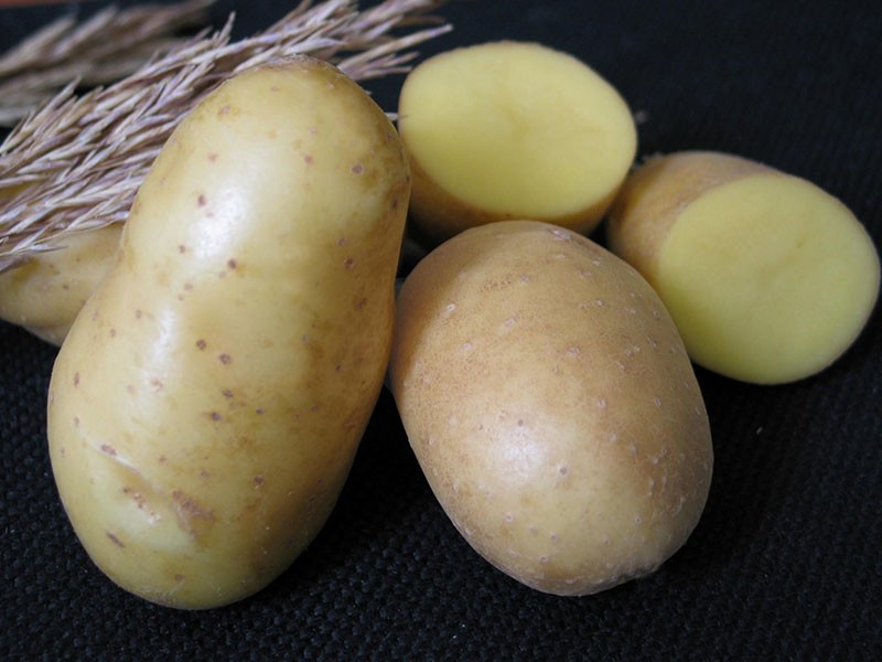 популярный в России сорт картофеля Невский