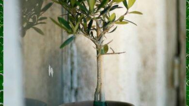 Как вырастить оливковое дерево из косточки, как прорастить, посадка
