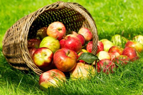 Как высушить яблоки дома, чтобы они не испортились зимой