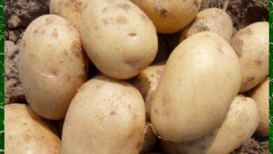 Сорт картофеля Невский - особенности сорта и правила выращивания