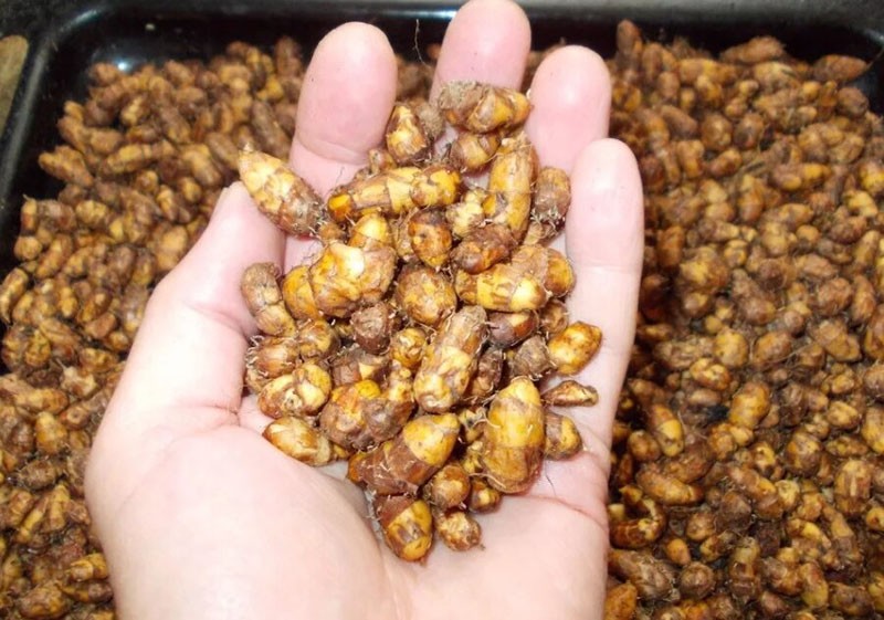 полезные для здоровья земляные орехи чуфа