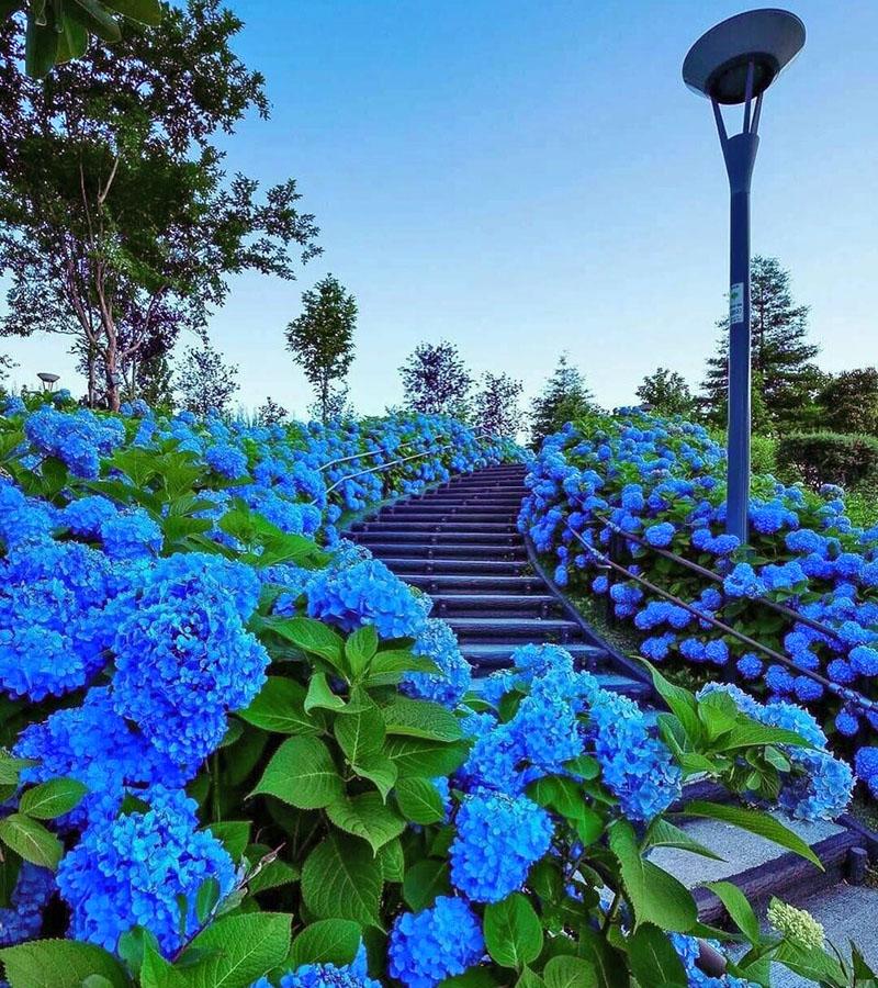 голубые и синие цветы в ландшафтном дизайне