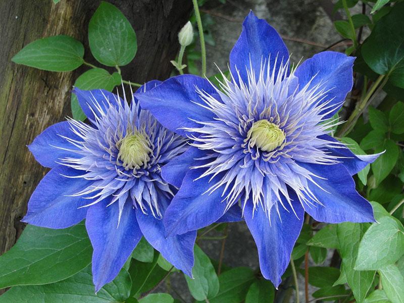 голубые и синие цветы клематисов