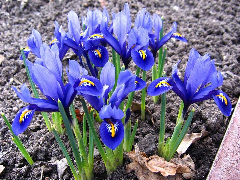 голубые и синие цветы иридодиктума