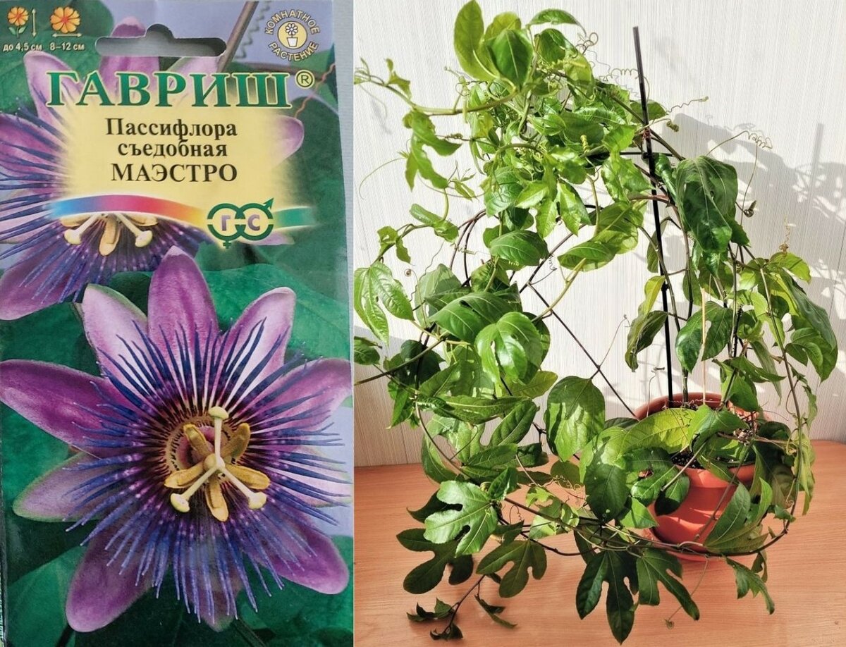 Вырастила комнатные растения из семян - ожидание и реальность